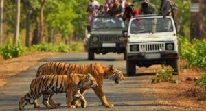 Experience a Night Safari in Jim Corbett National Park